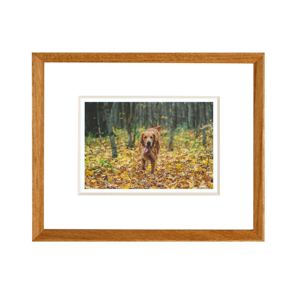 Framed picture of a dog in an autumn forest with a wooden frame. Teak beveled frame white background. 
