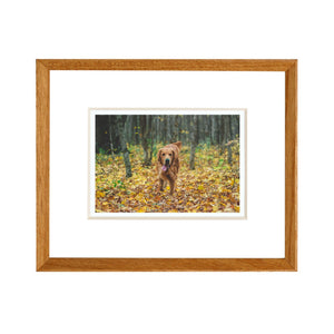Framed picture of a dog in an autumn forest with a wooden frame. Teak beveled frame white background. 