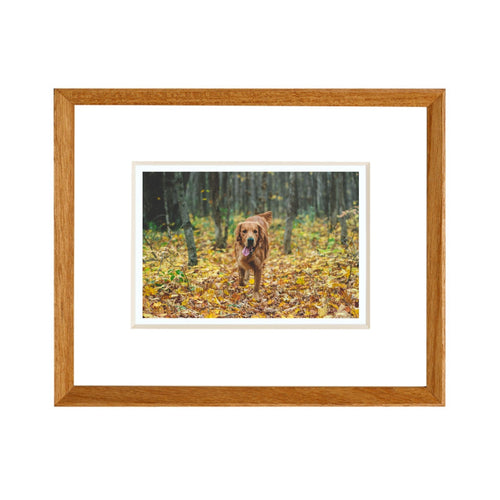 Framed picture of a dog in an autumn forest with a wooden frame. Teak beveled frame white background. 